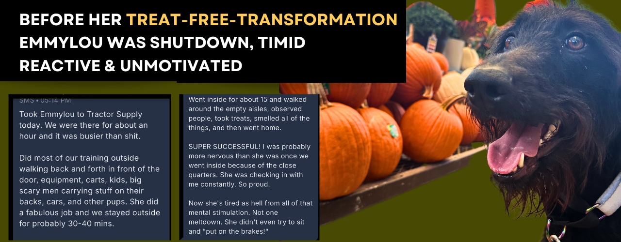 Emmylou's Tractor Supply success story — text messages from her owner describing the transformation