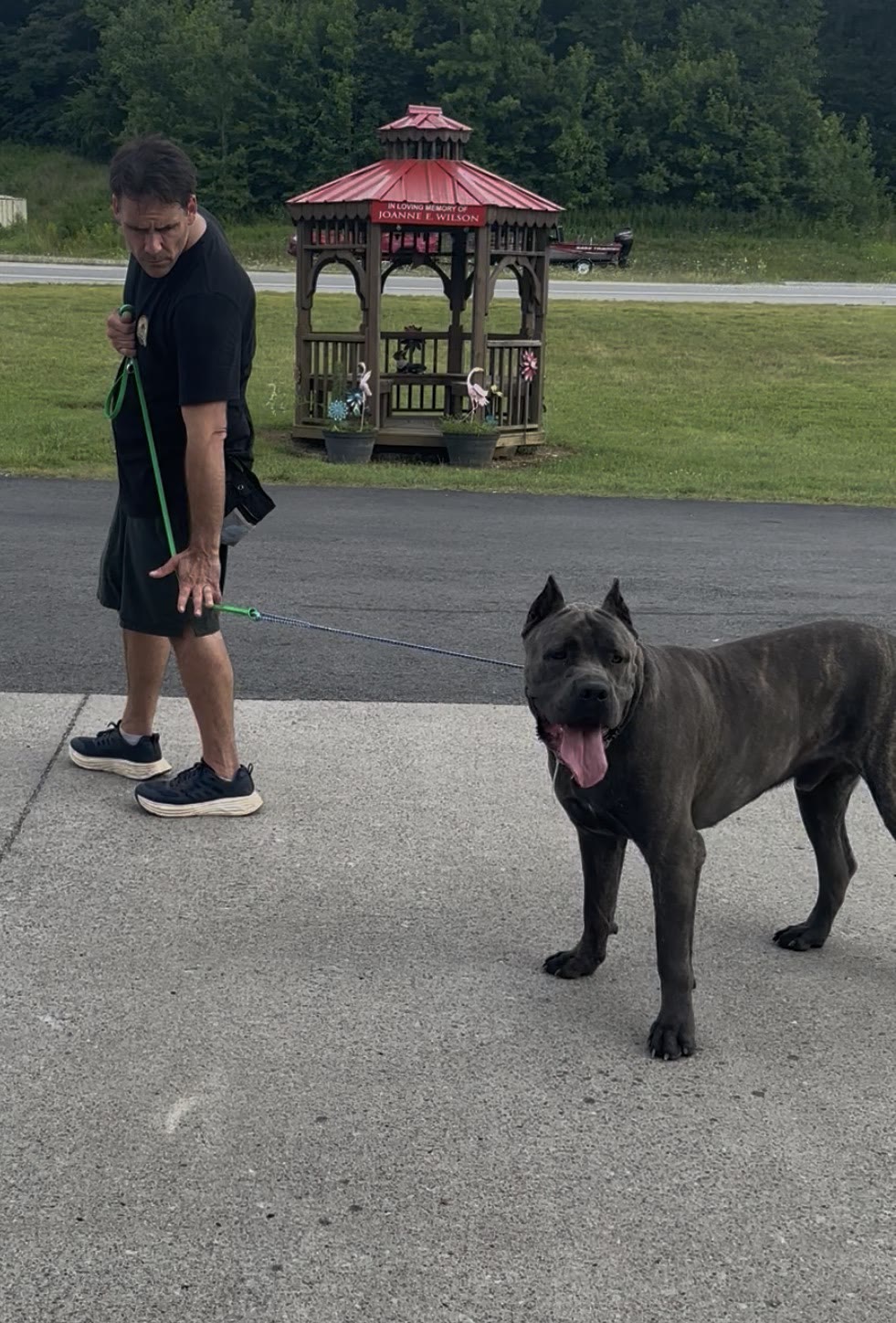 Cane Corso