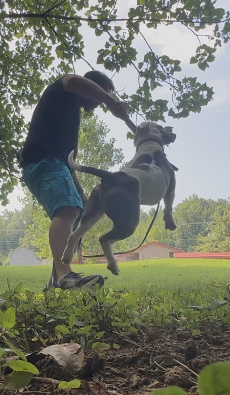 Joel and pit bull playing and jumping