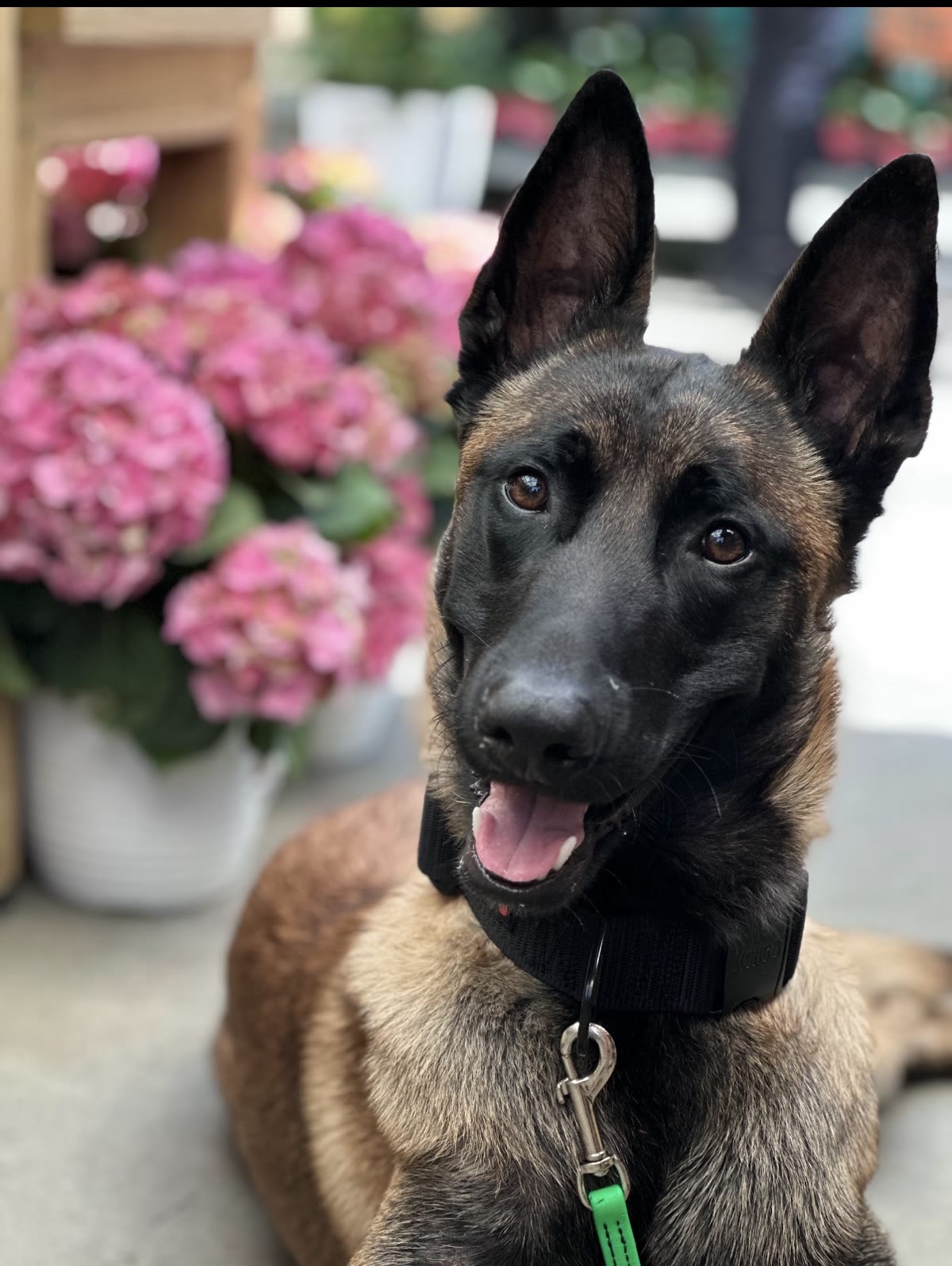 Malinois