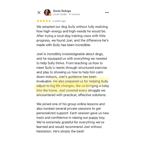 Five-star Google review from Sonia Bologa about her high-energy dog Sully thriving after online lessons and private sessions with Joel.